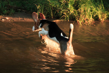 Beagle dog jumps out of the water