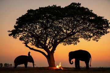 Fototapeta na wymiar The elephant and the elephant burn under the tree during the sunrise. Chang Village Surin Province Thailand.