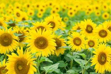Sunflowers in full bloom, Jilin, China