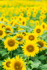 Sunflowers in full bloom, Jilin, China