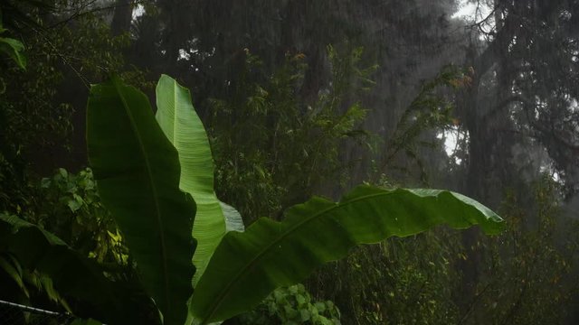 Rain Falling on green banana leaf