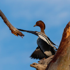 Male Australian Wood Duck in a tree