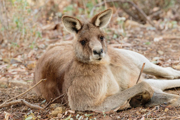 Naklejka na ściany i meble Old male Eastern Grey Kangaroo with facial scars resting on the ground