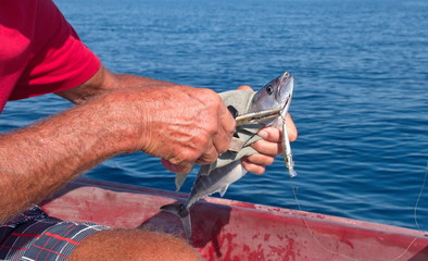 Midsection of senior fisherman holding fish on Adriatic sea