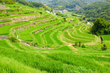 Nakayama Senmaida rice terrace paddy fields, Shodoshima Island
