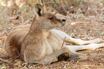 Old male Eastern Grey Kangaroo with facial scars resting on the ground