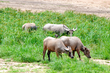 Naklejka na ściany i meble Thai breeding buffalo Living by the river