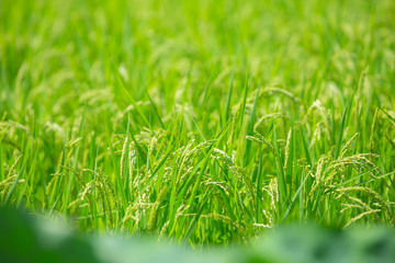 青々とした稲穂