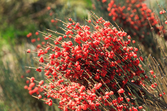 Ephedra