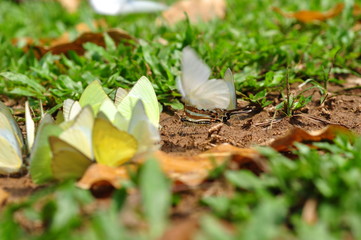 A group of butterflies in beautiful nature thailand