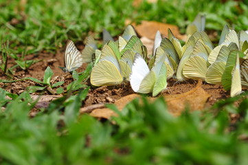 A group of butterflies in beautiful nature thailand
