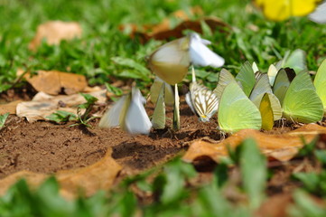A group of butterflies in beautiful nature thailand