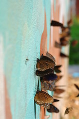 A group of butterflies in beautiful nature thailand