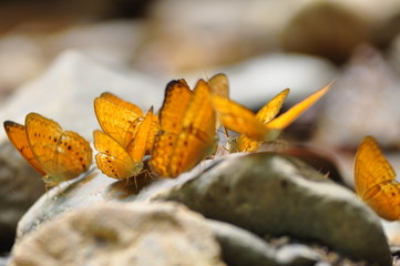 A group of butterflies in beautiful nature thailand