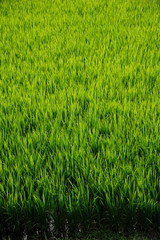 水田　稲　田んぼ