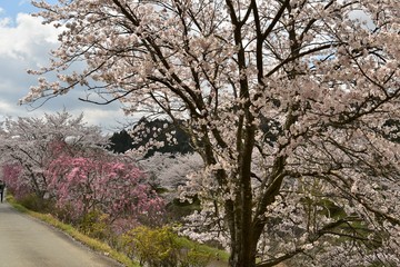 桜並木