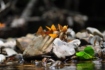 A group of butterflies in beautiful nature thailand