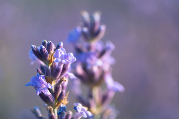 Blooming lavender field in the Alazani Valley, Kakheti, Georgia country. Summer 2019