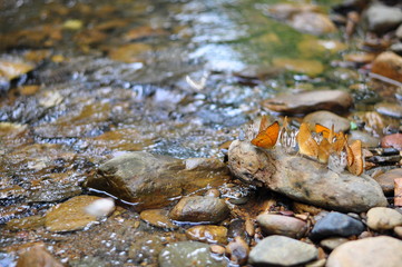A group of butterflies in beautiful nature thailand