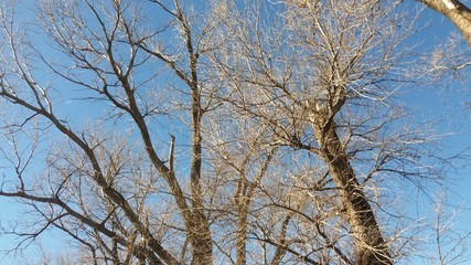 Cielo Arboles Naturales