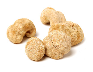 hericium erinaceus on white background © zcy