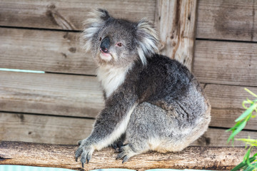 Koala (Phascolarctos cinereus)