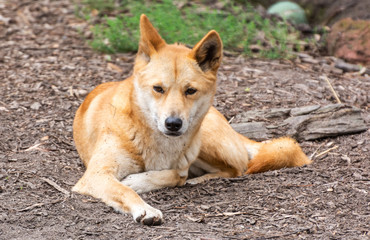 Naklejka na ściany i meble Dingo dog (Lupus Dingo)