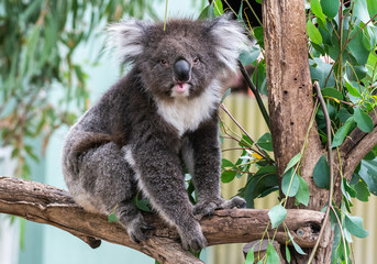 Koala (Phascolarctos cinereus)