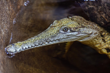Freshwater crocodile (Crocodylus johnstoni).