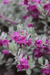 Fototapeta premium pink flower