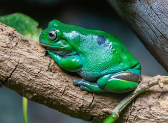 Australian Green Tree Frog (Litoria caerulea)