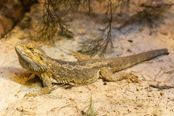 Central Bearded Dragon (Pogana vitticeps)