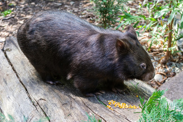 Common wombat (Vombatus ursinus)