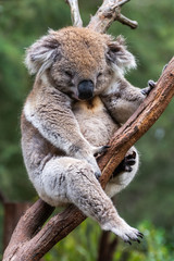 Koala on eucalyptus tree in Australia.