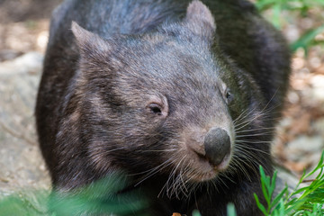 Obraz premium Common wombat (Vombatus ursinus) in Australia.