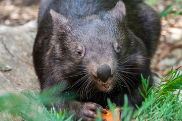 Naklejka premium Common wombat (Vombatus ursinus)