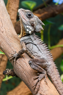 Boyd&rsquo;s Forest Dragon (Lophosaurus boydii)