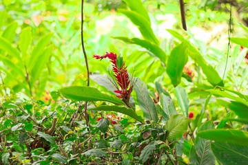 red flower on a bush