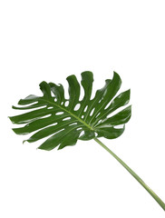 Monstera leaves Isolate on white background, The tropical evergreen vine, Green leaf, The tropical foliage plant. © TWINS DESIGN STUDIO