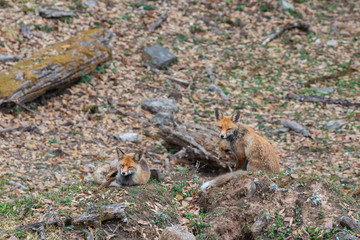 Himalayan Red Fox seen near Chopta,Uttarakhand,India
