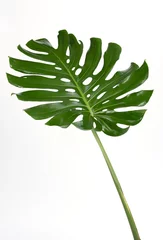 Türaufkleber Monstera Monstera-Blätter Auf weißem Hintergrund isolieren, Die tropische immergrüne Rebe, Grünes Blatt, Die tropische Laubpflanze.