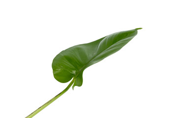 Monstera leaves Isolate on white background, The tropical evergreen vine, Green leaf, The tropical...