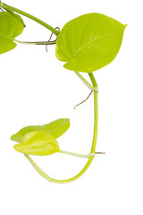 Monstera leaves Isolate on white background, The tropical evergreen vine, Green leaf, The tropical foliage plant.