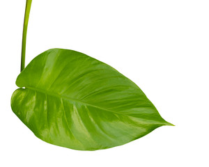 Obraz premium Monstera leaves Isolate on white background, The tropical evergreen vine, Green leaf, The tropical foliage plant.