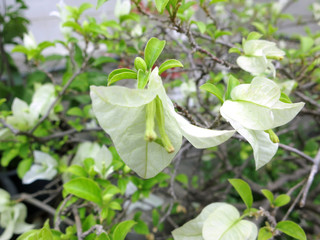 white flowers in the garden