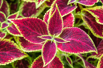 Leaves of coleus plant.