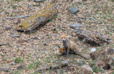 Naklejka na ściany i meble Himalayan Red fox seen near Chopta,Uttarakhand,India
