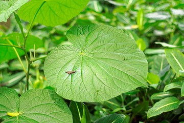 green leaf with drops of water