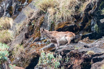 Himalayan Tahr near Chopta,Uttarakhand,India