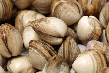 fresh raw Surf clam background